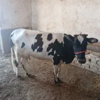 تلیسه سه ماه آبستنی دارد .