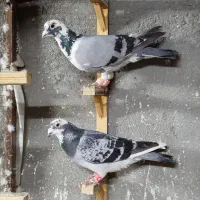 کفتر بومب کبوتر