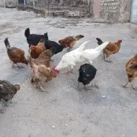 مرغ روستایی