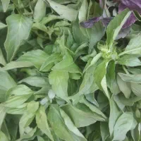 سبزی تازه