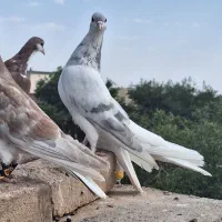 کفتر زدوخوردی