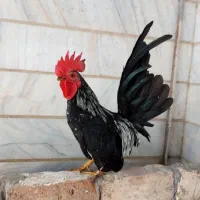 تخم مرغ جاپنیز