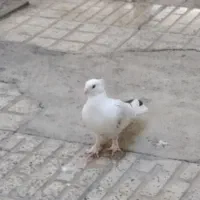 ۳عدد کبوترپرشی بضمانت