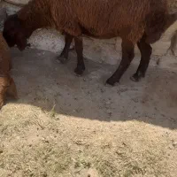 میش جوان