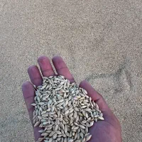 فروش عمده و تناژ بزر یونجه و جو