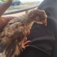 چار تا جوجه