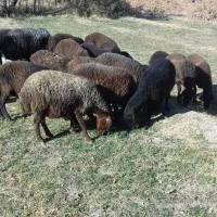 فروش بر نره افشار  بز اسرائیلی  وگوسفند ماده