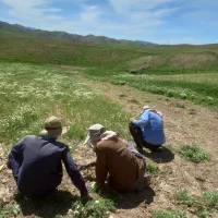 انجام دادن کارهای کشاورزی ورژن یکه کاری جمع کردن