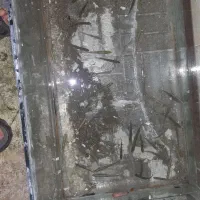 پچه ماهی کپور