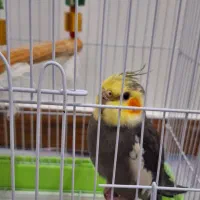 فروش عروس هلندی