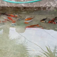 کوی سوپر باله و باله کوتاه نژاد دار سایز ۱۵ تا۴۰