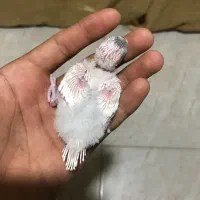 جوجه مرغ عشق