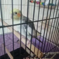 عروس هلندی بالغ نر سخنگو