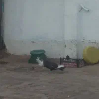 کفتر رنگه