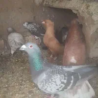 کفتر کبوتر