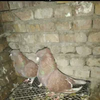 کبوترسرخ اس