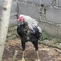 خروس لاری اصیل