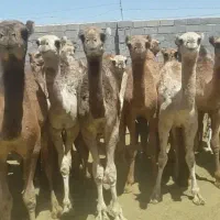 شتر بچه شتر