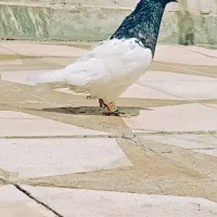 سیاه دم سفیدسرک کله سوسنی