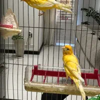 قناری جفتی لاکی