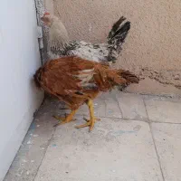 دو تا جوجه محلی