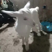 بز غاله سانن اصل