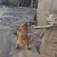 سگ ماده یکساله سراب خراسانی معاوضه با توله نر