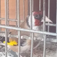 سهره
