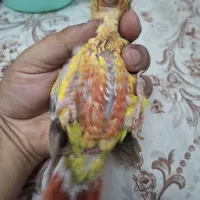 جوجه گرینچیک