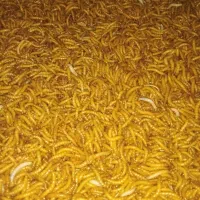 فروش کرم میلورم خشک و زنده