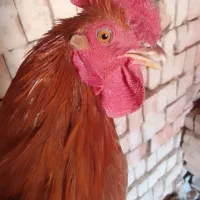 معاوضه با مرغ