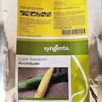 بذر ذرت شیرین Accentuate ( اکشن )