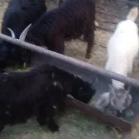 فروش ۶راس کهره نر