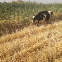 گاو گاو