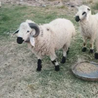 گوسفند نروماده دوقلو