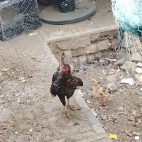 مرغ‌ وجوجه