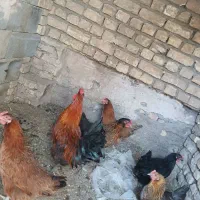 خروس جوان درجه یک