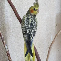 عروس هلندی سرلاکی کاملا دستی