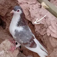 پرنده