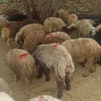 گوساله گوسفند در تهران زنده موجودبا عقد