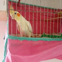 عروس هلندی