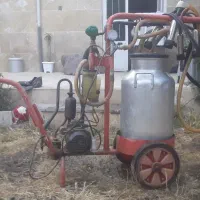 شیر دوش گاو