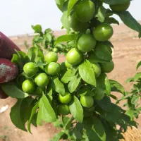 زمین کشاورزی 15هکتاری