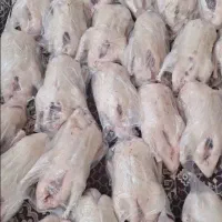 اردک محلی پاک شده