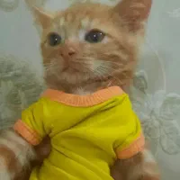 بچه گربه های بازیگوش