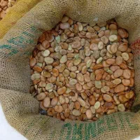 بذر باقلا فیتو خارجی
