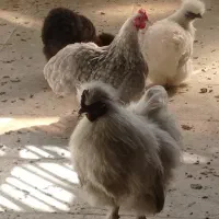 مرغ و خروس سلطان کوشین ابریشمی رنگ خاص