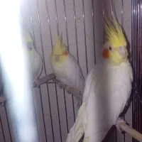 عروس هلندی ماده