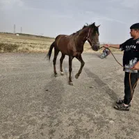 اسب یورقه ۷،۸سال
