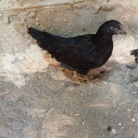 مرغ خروس خانگی